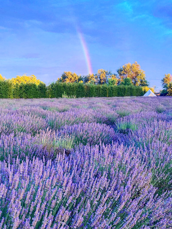 Il Colore Viola - Giardino Lilla